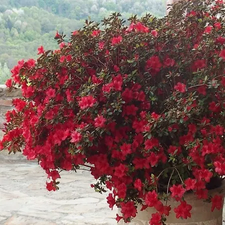 La Corte Di Langa * Albaretto della Torre