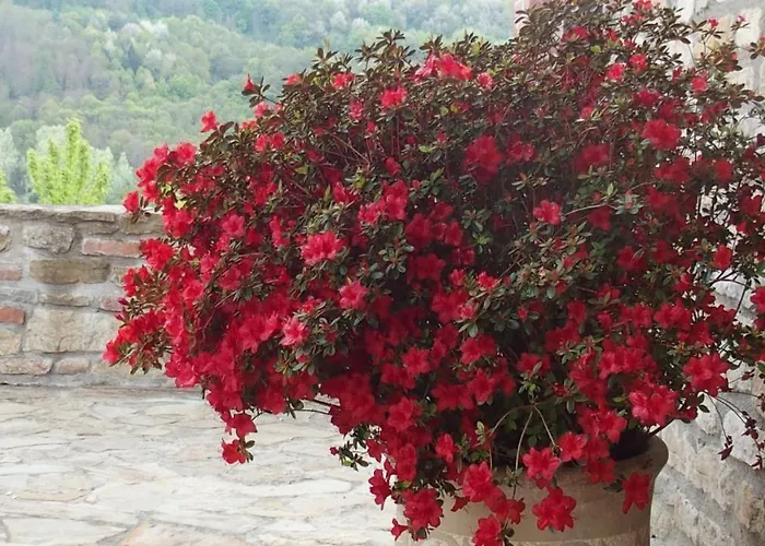 La Corte Di Langa * Albaretto della Torre